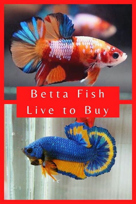 where to find betta fish|Where to buy a betta fish near me.
